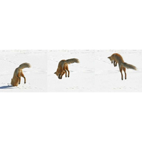CO, Frisco, Giberson Bay Red fox hunting White Modern Wood Framed Art Print by Lord, Fred
