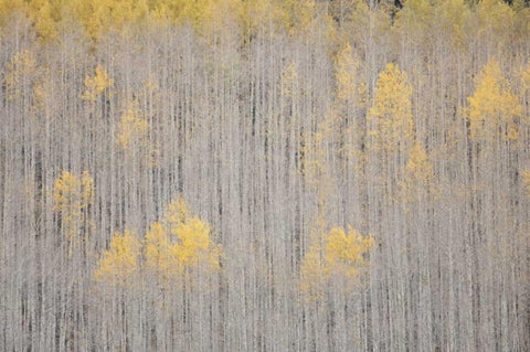 CO, White River NF Aspen trees in winter White Modern Wood Framed Art Print with Double Matting by Grall, Don