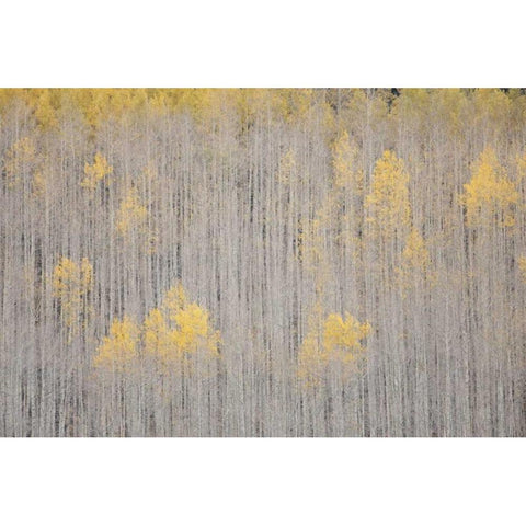 CO, White River NF Aspen trees in winter Black Modern Wood Framed Art Print by Grall, Don