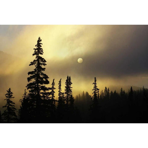 CO, San Isabel NF Sunrise silhouettes trees Black Modern Wood Framed Art Print by Grall, Don
