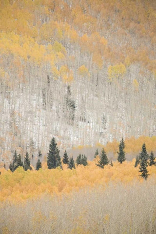 CO, San Juan Mts Spruce mixed with aspen, autumn Black Ornate Wood Framed Art Print with Double Matting by Grall, Don