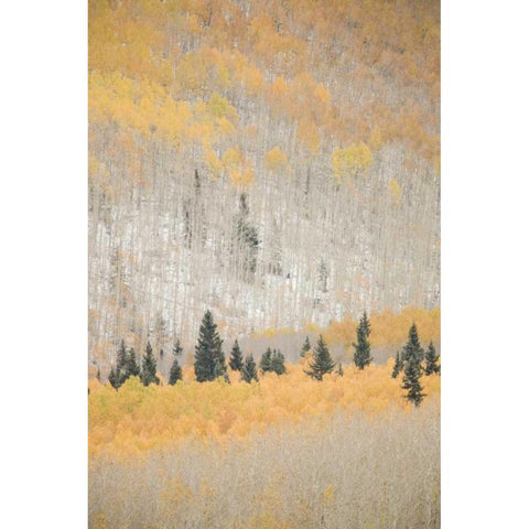 CO, San Juan Mts Spruce mixed with aspen, autumn Black Modern Wood Framed Art Print with Double Matting by Grall, Don