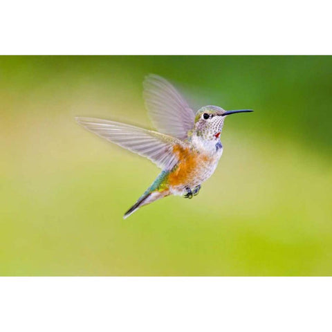 Colorado, Heeney Rufous hummingbird in flight Gold Ornate Wood Framed Art Print with Double Matting by Lord, Fred