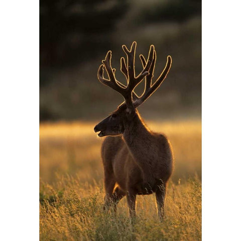 CO, Jefferson Co, Backlit mule deer buck White Modern Wood Framed Art Print by Illg, Cathy and Gordon
