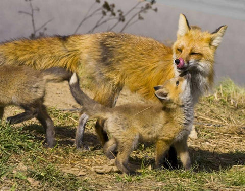 Colorado, Breckenridge Red fox mother with kits White Modern Wood Framed Art Print with Double Matting by Lord, Fred