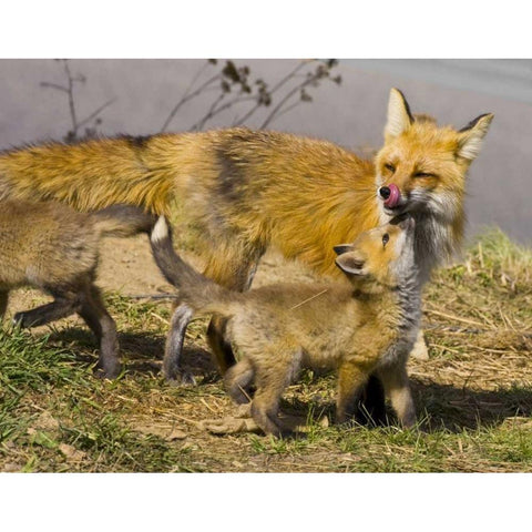 Colorado, Breckenridge Red fox mother with kits Gold Ornate Wood Framed Art Print with Double Matting by Lord, Fred