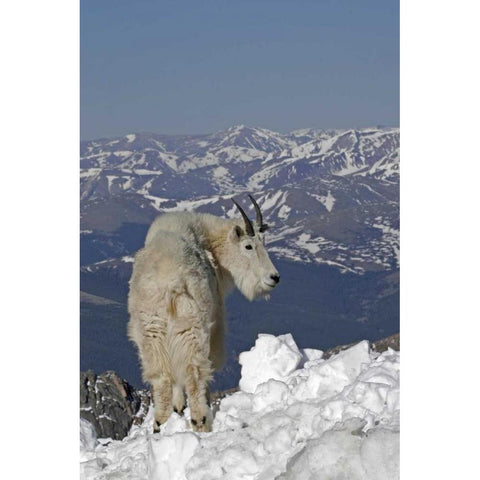 Colorado, Mt Evans Mountain goat and Rocky Mts Black Modern Wood Framed Art Print by Illg, Cathy and Gordon
