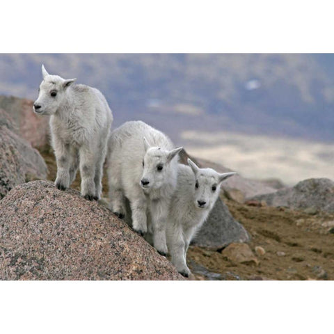 CO, Mount Evans Mountain goat kids playing Black Modern Wood Framed Art Print by Illg, Cathy and Gordon