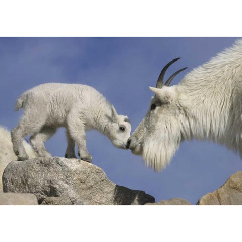 CO, Mount Evans Mountain goat mother and kid White Modern Wood Framed Art Print by Illg, Cathy and Gordon