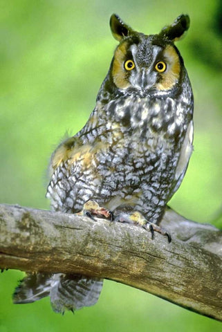 Colorado Long-eared owl perched on limb White Modern Wood Framed Art Print with Double Matting by Welling, Dave
