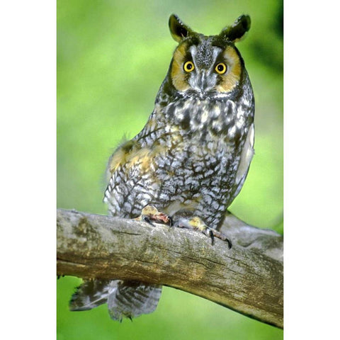 Colorado Long-eared owl perched on limb Black Modern Wood Framed Art Print with Double Matting by Welling, Dave