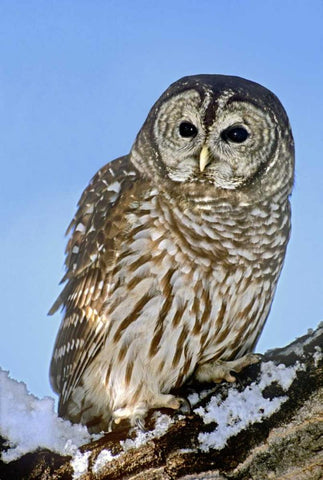 CO, Barred owl perched on snowy branch White Modern Wood Framed Art Print with Double Matting by Welling, Dave