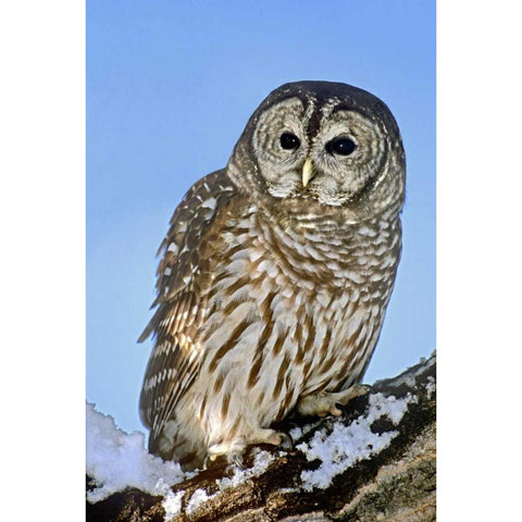 CO, Barred owl perched on snowy branch Black Modern Wood Framed Art Print with Double Matting by Welling, Dave
