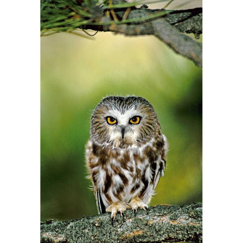 CO, Northern saw-whet owl perched on fir tree Black Modern Wood Framed Art Print with Double Matting by Welling, Dave