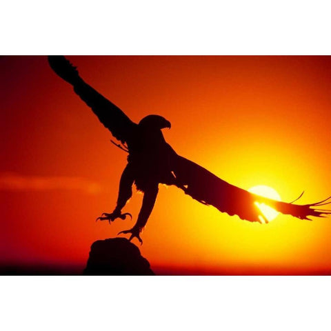 CO, A falconers golden eagle takes flight Gold Ornate Wood Framed Art Print with Double Matting by Welling, Dave
