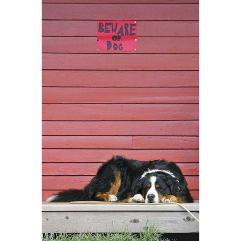 CO, Breckenridge Bernese mountain dog sleeps Black Modern Wood Framed Art Print by Lord, Fred