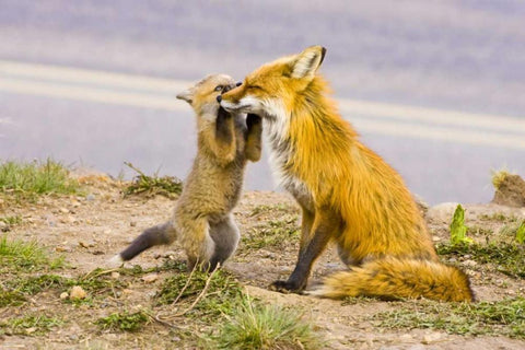 CO, Breckenridge Red fox mother with playful kit White Modern Wood Framed Art Print with Double Matting by Lord, Fred
