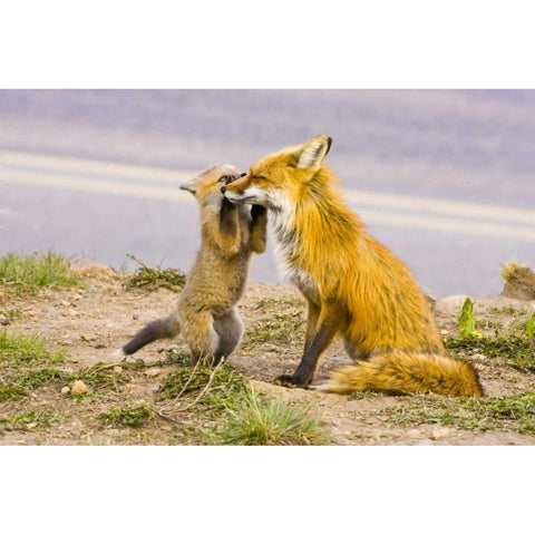 CO, Breckenridge Red fox mother with playful kit Black Modern Wood Framed Art Print by Lord, Fred