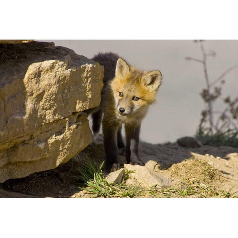 Colorado, Breckenridge Curious young red fox Gold Ornate Wood Framed Art Print with Double Matting by Lord, Fred