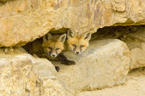 CO, Breckenridge Curious red fox kits White Modern Wood Framed Art Print with Double Matting by Lord, Fred