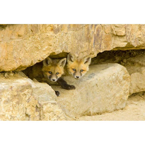 CO, Breckenridge Curious red fox kits Black Modern Wood Framed Art Print by Lord, Fred