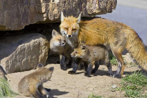 Colorado, Breckenridge Red fox mother with kits White Modern Wood Framed Art Print with Double Matting by Lord, Fred