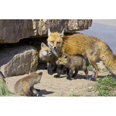Colorado, Breckenridge Red fox mother with kits Black Modern Wood Framed Art Print by Lord, Fred