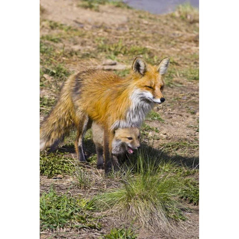 Colorado, Breckenridge Red fox mother with kit Gold Ornate Wood Framed Art Print with Double Matting by Lord, Fred