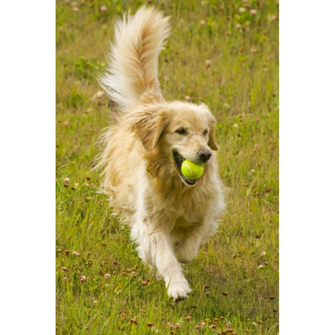 CO, Summit Co, Golden retriever fetches a ball Black Modern Wood Framed Art Print by Lord, Fred