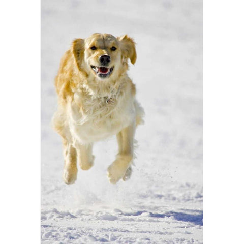 Colorado Golden retriever running in snow Black Modern Wood Framed Art Print by Lord, Fred