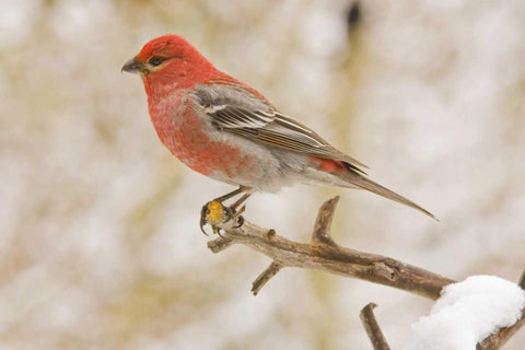 Colorado, Frisco Pine grosbeak perched on limb White Modern Wood Framed Art Print with Double Matting by Lord, Fred
