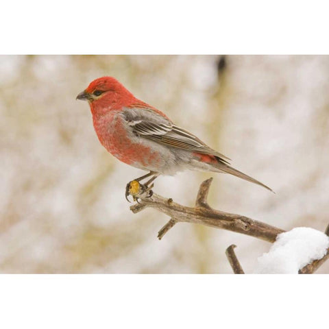 Colorado, Frisco Pine grosbeak perched on limb Black Modern Wood Framed Art Print by Lord, Fred