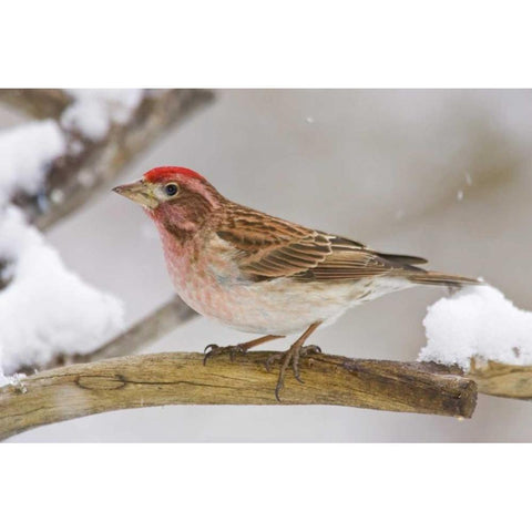 CO, Frisco Cassins finch perched on branch Black Modern Wood Framed Art Print by Lord, Fred