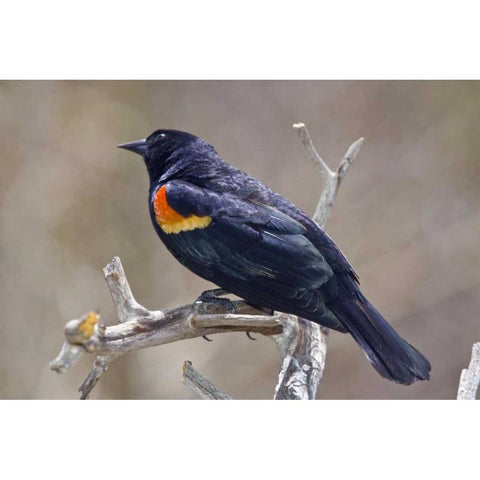 CO, Frisco Portrait of male red-winged blackbird White Modern Wood Framed Art Print by Lord, Fred
