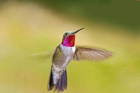 CO, Frisco Broad-tailed hummingbird in flight Black Ornate Wood Framed Art Print with Double Matting by Lord, Fred