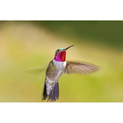 CO, Frisco Broad-tailed hummingbird in flight Black Modern Wood Framed Art Print by Lord, Fred