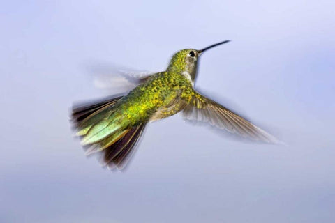 Colorado, Heeney Rufous hummingbird in flight Black Ornate Wood Framed Art Print with Double Matting by Lord, Fred
