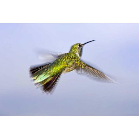 Colorado, Heeney Rufous hummingbird in flight Black Modern Wood Framed Art Print by Lord, Fred