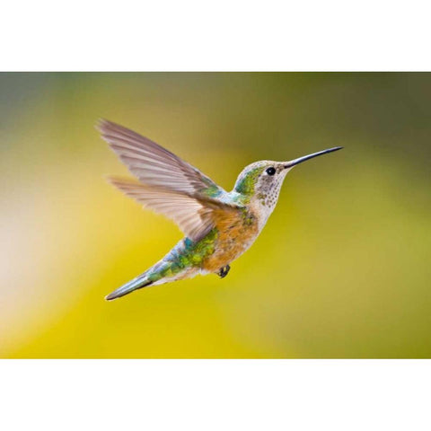 Colorado, Heeney Rufous hummingbird in flight Gold Ornate Wood Framed Art Print with Double Matting by Lord, Fred