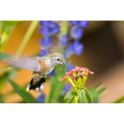 CO, Leadville Rufous hummingbird feeding White Modern Wood Framed Art Print by Lord, Fred