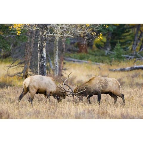 CO, Rocky Mts, Moraine Valley Bull elks sparring Black Modern Wood Framed Art Print with Double Matting by Lord, Fred