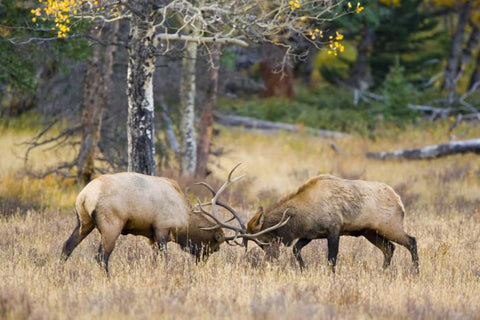 CO, Rocky Mts, Moraine Valley Bull elks sparring White Modern Wood Framed Art Print with Double Matting by Lord, Fred