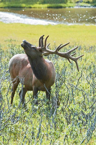 CO, Rocky Mts, Moraine Valley Bull elk White Modern Wood Framed Art Print with Double Matting by Lord, Fred