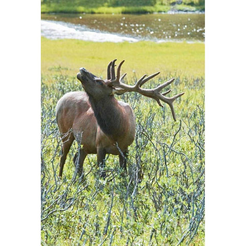 CO, Rocky Mts, Moraine Valley Bull elk Black Modern Wood Framed Art Print by Lord, Fred