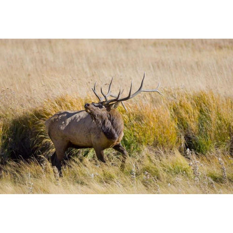 CO, Rocky Mts, Moraine Valley Bull elk Gold Ornate Wood Framed Art Print with Double Matting by Lord, Fred