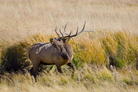 CO, Rocky Mts, Moraine Valley Bull elk White Modern Wood Framed Art Print with Double Matting by Lord, Fred