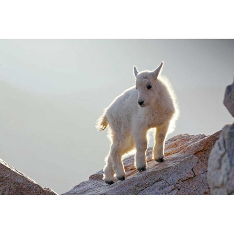 CO, Mt Evans Mountain goat kid backlit on rock Gold Ornate Wood Framed Art Print with Double Matting by Illg, Cathy and Gordon