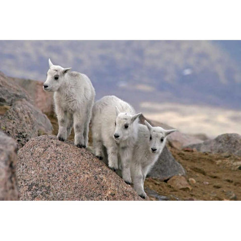 CO, Mt Evans Three mountain goat kids on rock Black Modern Wood Framed Art Print by Illg, Cathy and Gordon