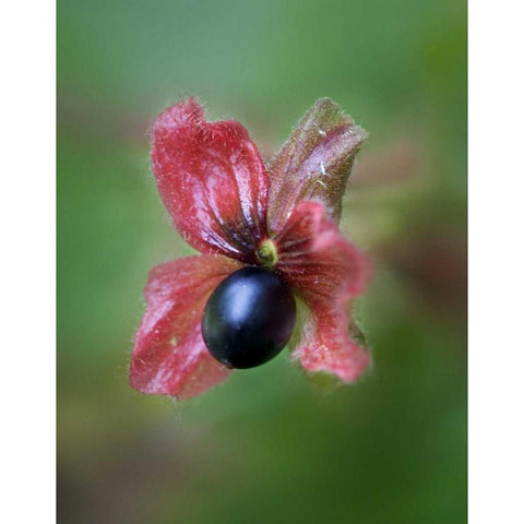 CO, Black twinberry bract and berry along a road Gold Ornate Wood Framed Art Print with Double Matting by Kelley, David