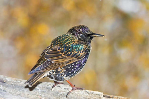 CO, Frisco European starling standing on log Black Ornate Wood Framed Art Print with Double Matting by Lord, Fred